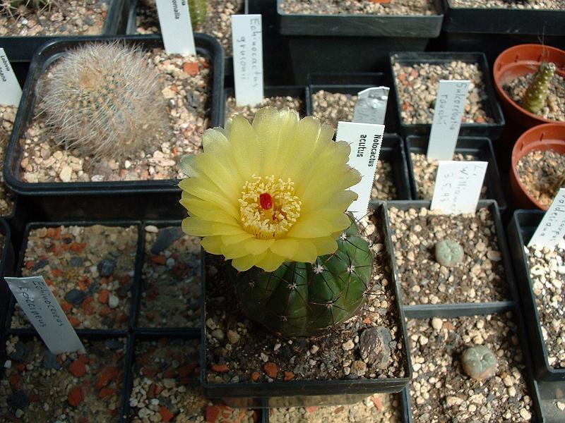 Notocactus acutus.JPG